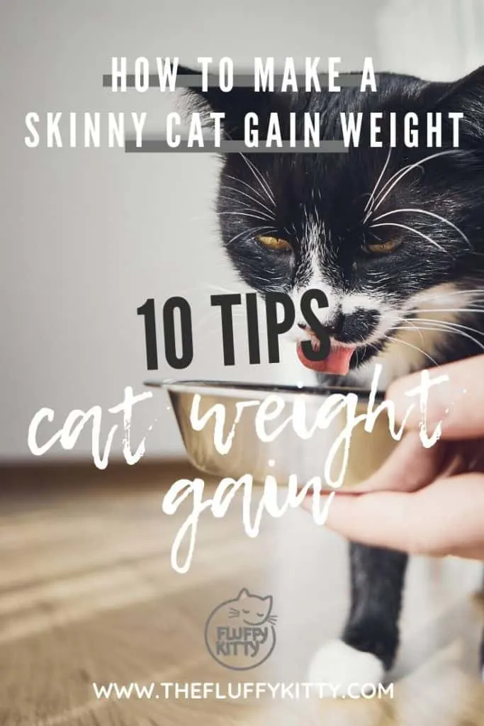 Skinny Cats & How to Help Them Gain Weight: 10 Tips to help skinny cats gain some healthy weight! www.thefluffykitty.com #cats #cathealth #catfood #catlovers