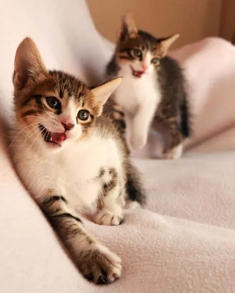 Most Common Types of Worms in Cats | Fluffy Kitty
