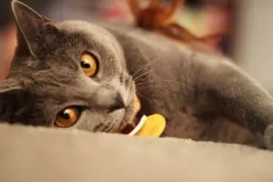 chartreux best cat breed for me