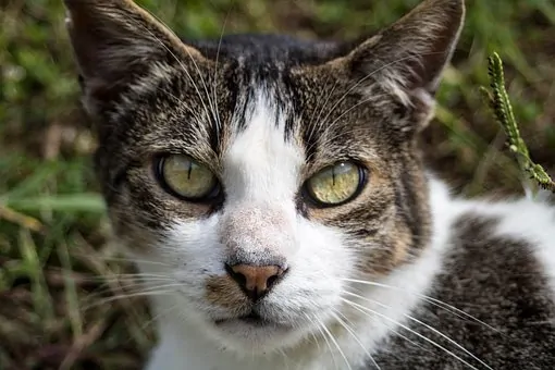 Example: Cat Throwing up Clear Liquid: Why and What to Do? | Fluffy Kitty