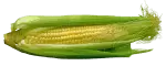 can cats eat corn