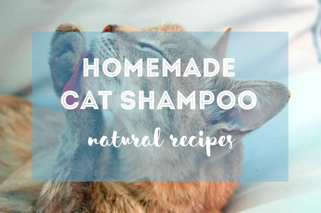 How to Make Homemade Cat Shampoo | Fluffy Kitty