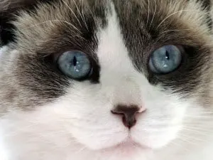 10 best cats for cuddling