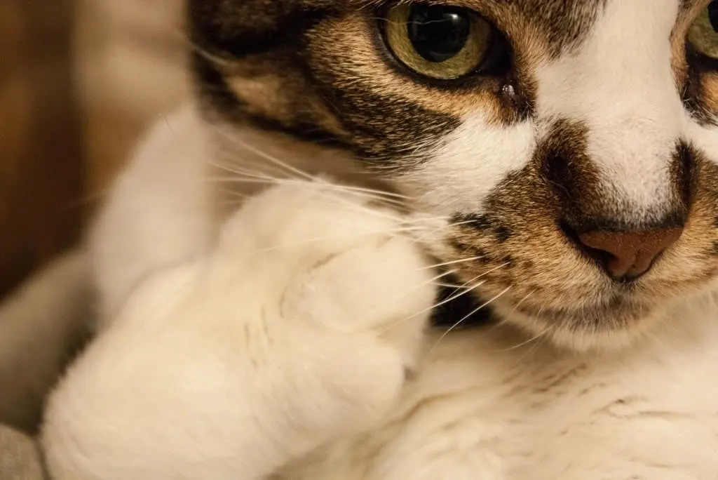 what do cats think about