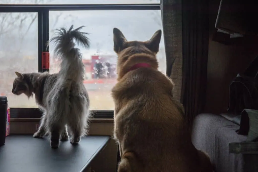 dog and cat traveling in an rv