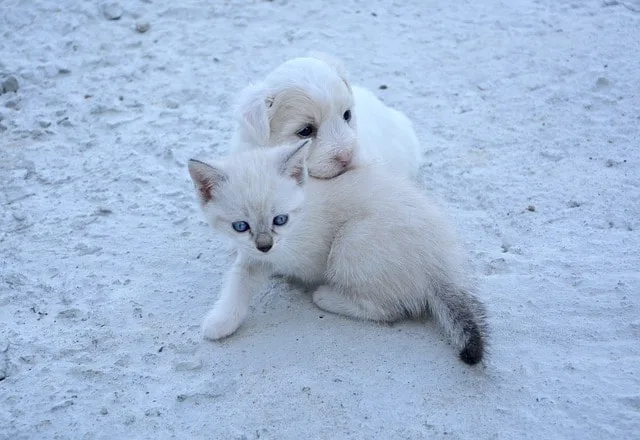 can cats catch parvo from dogs