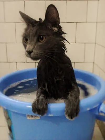 how should I bathe my cat