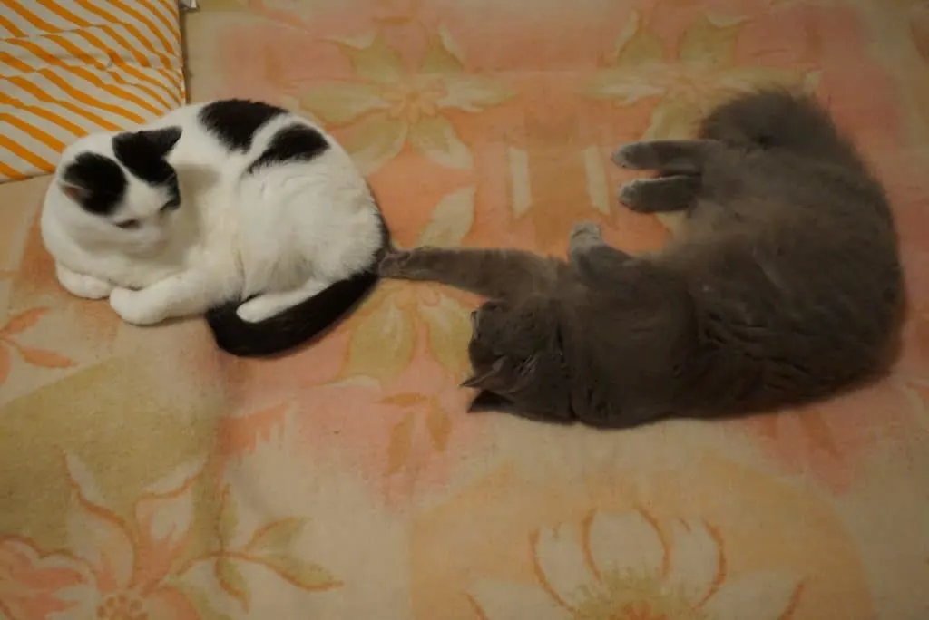 how to introduce two cats | yoda and peter