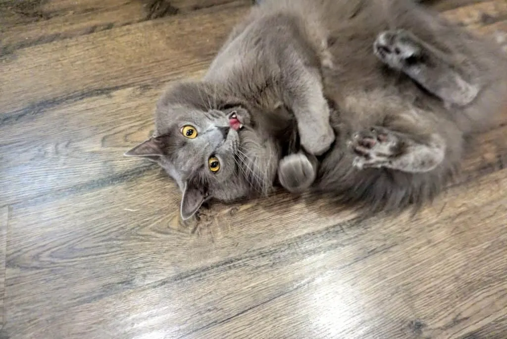 Kitty Kick Stix Review | Fluffy Kitty