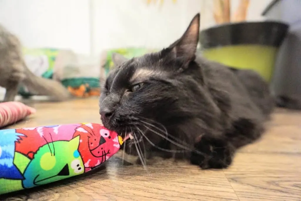Kitty Kick Stix Review | Fluffy Kitty