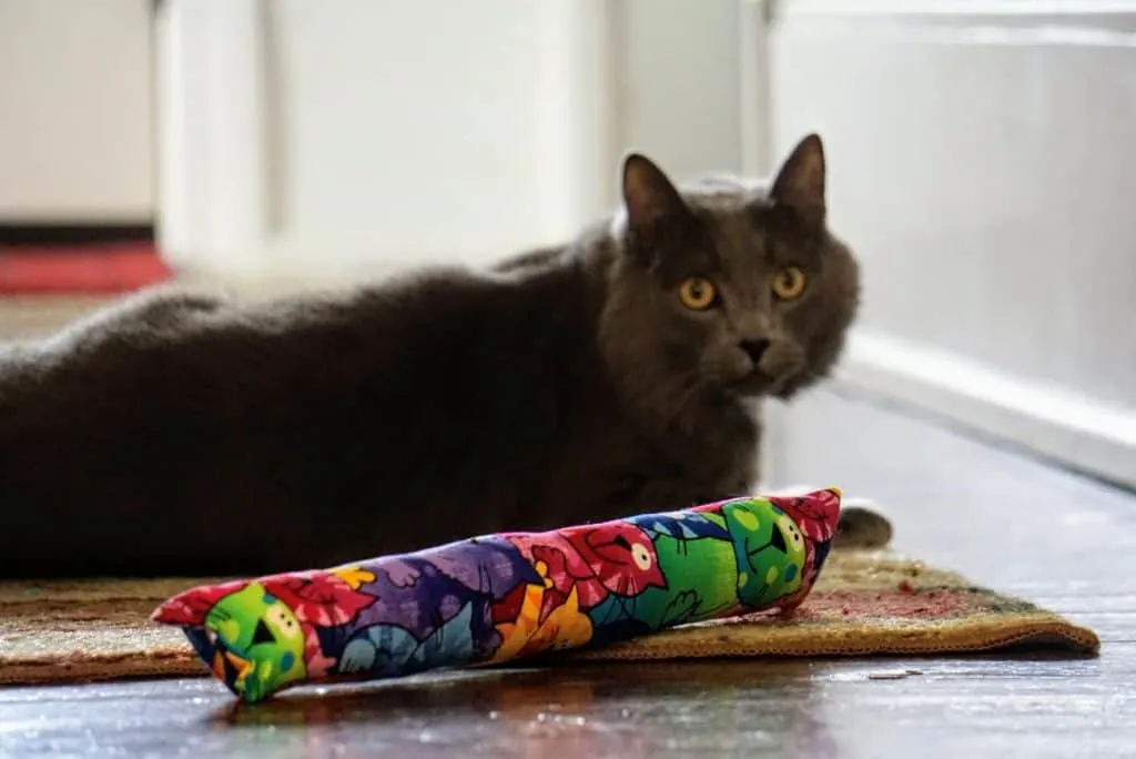 Kitty Kick Stix Review | Fluffy Kitty
