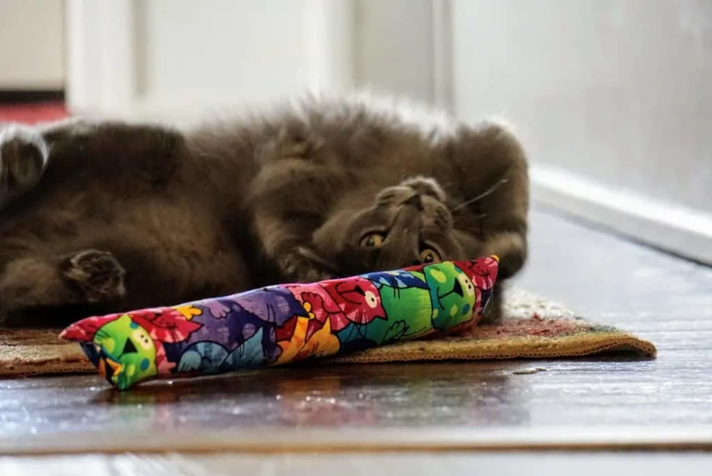 Kitty Kick Stix Review | Fluffy Kitty