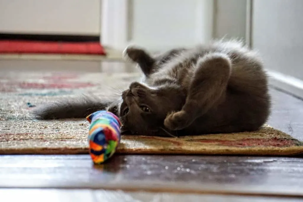 Kitty Kick Stix Review | Fluffy Kitty