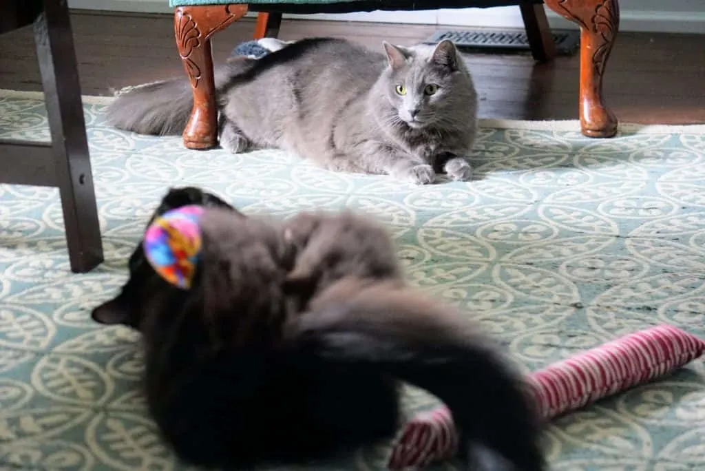 Kitty Kick Stix Review | Fluffy Kitty