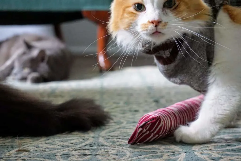 Kitty Kick Stix Review | Fluffy Kitty