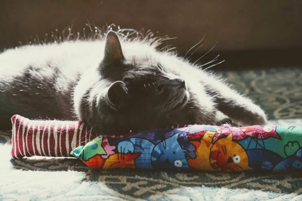 Kitty Kick Stix Review | Fluffy Kitty