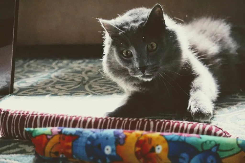 Kitty Kick Stix Review | Fluffy Kitty