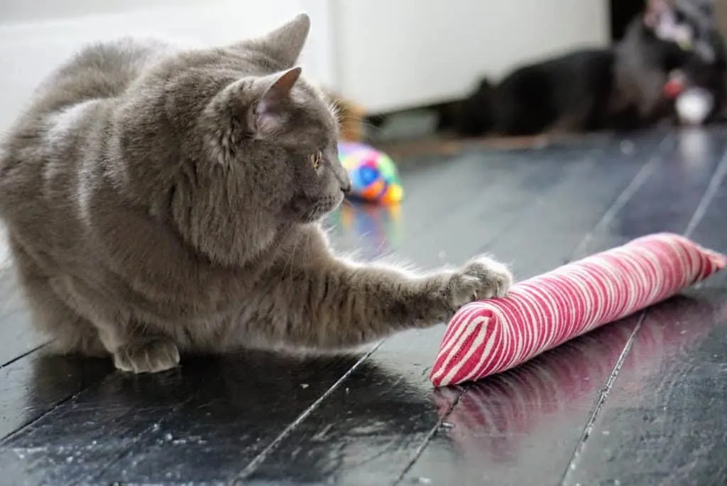 Kitty Kick Stix Review | Fluffy Kitty
