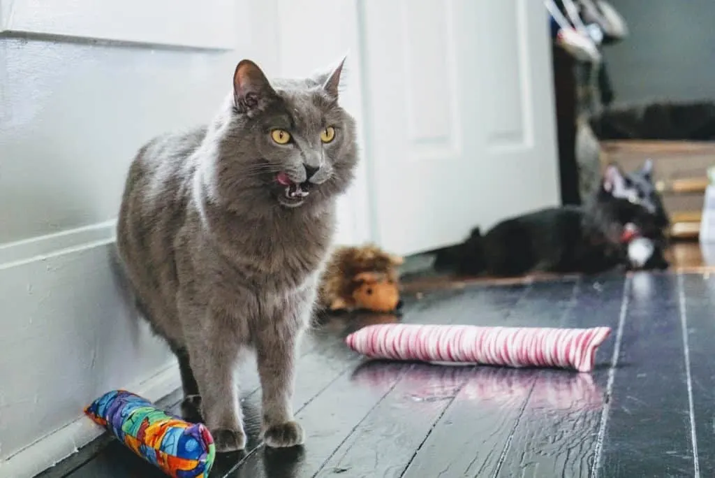 Kitty Kick Stix Review | Fluffy Kitty