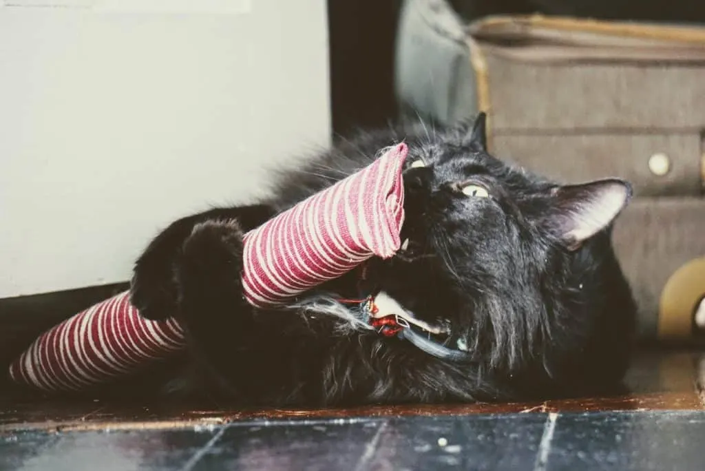 Kitty Kick Stix Review | Fluffy Kitty
