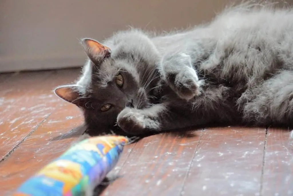 Kitty Kick Stix Review | Fluffy Kitty
