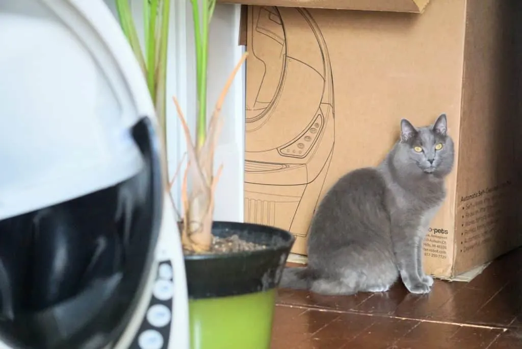 Litter-Robot III Open Air with Connect Review | Fluffy Kitty