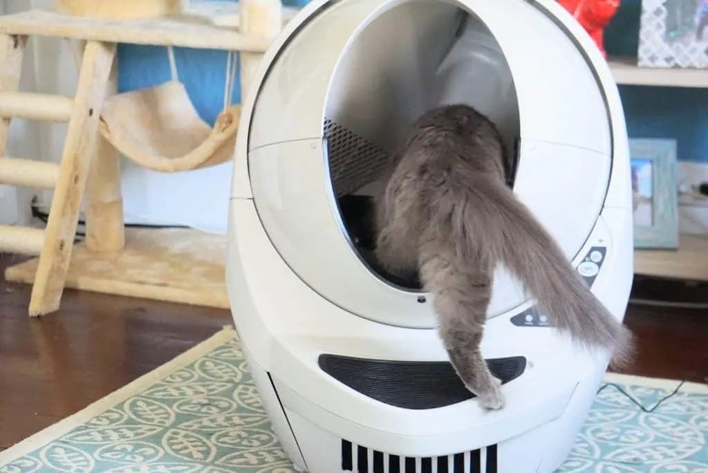 Litter-Robot III Open Air with Connect Review | Fluffy Kitty