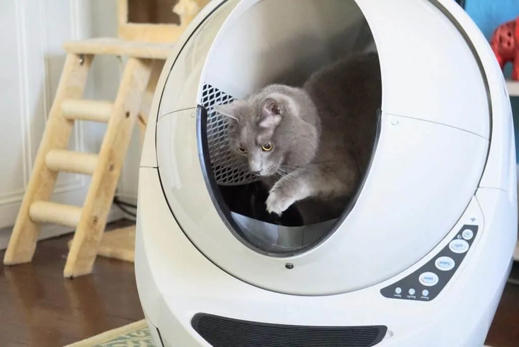 Litter-Robot III Open Air with Connect Review | Fluffy Kitty