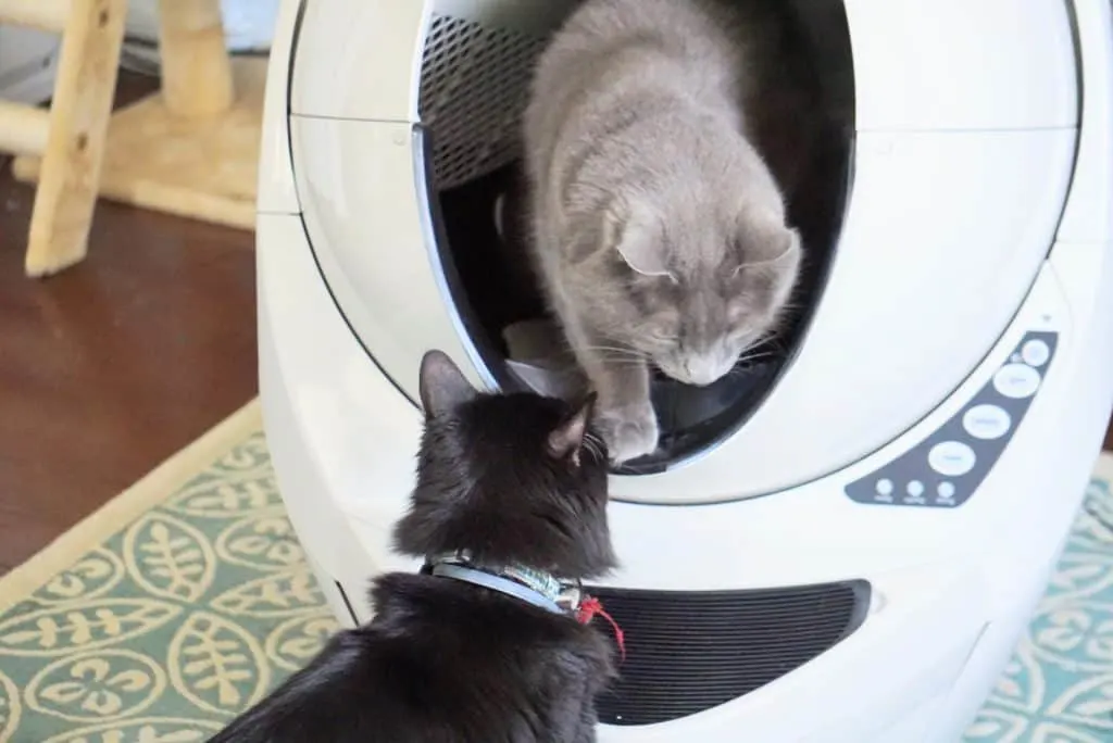 Litter-Robot III Open Air with Connect Review | Fluffy Kitty