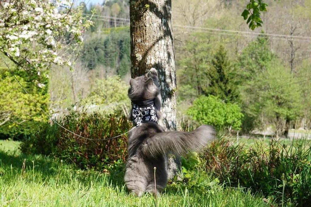 Best Cat Harnesses | Fluffy Kitty