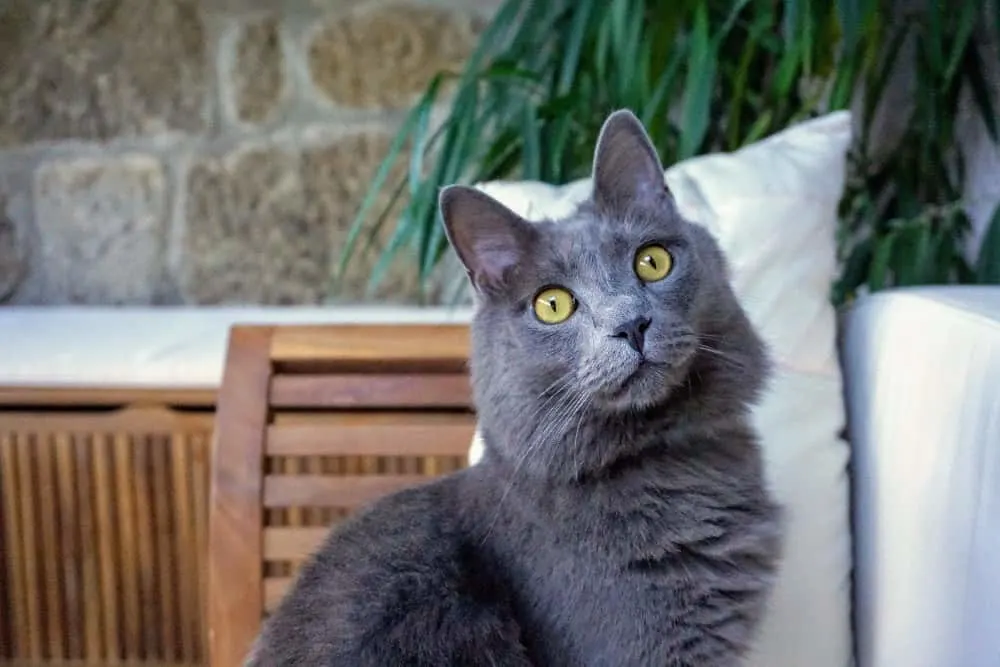 Yoda Fluffy Kitty