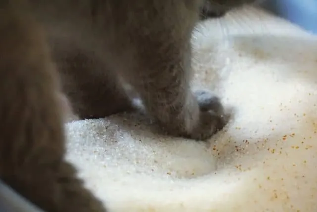 PrettyLitter Review | Fluffy Kitty