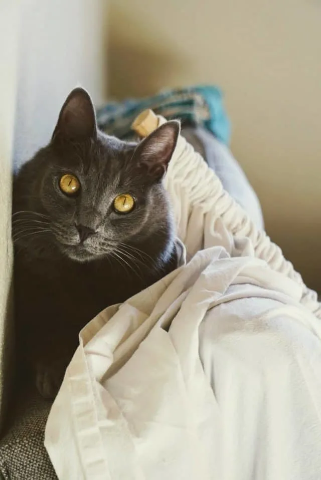 PrettyLitter Review | Fluffy Kitty