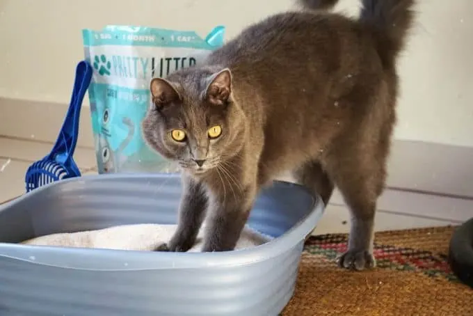 PrettyLitter Review | Fluffy Kitty
