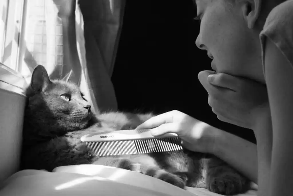 Best comb for cats featuring Shiny Pet comb | The Fluffy Kitty
