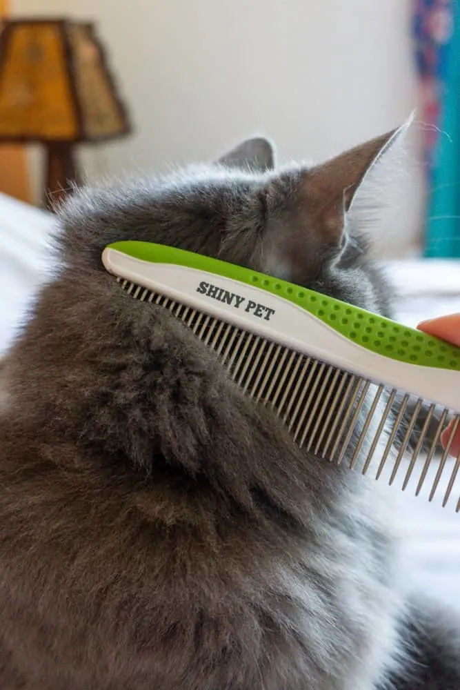 Best comb for cats featuring Shiny Pet comb | The Fluffy Kitty