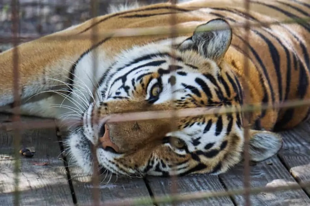 Big Cat Rescue Review by Fluffy Kitty