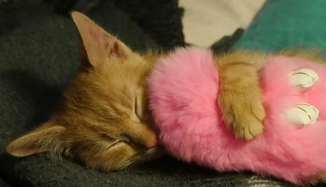 Eco-Friendly Cat Beds | Our Selection5