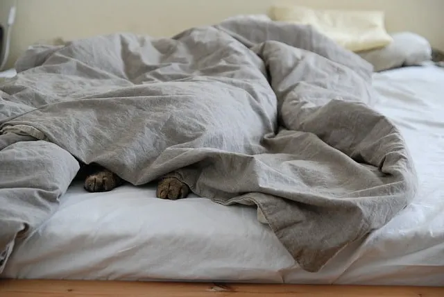 Eco-Friendly Cat Beds | Our Selection6