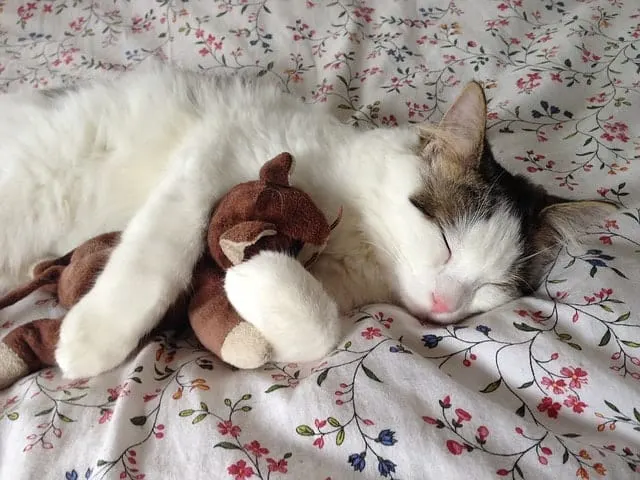 Eco-Friendly Cat Toys1