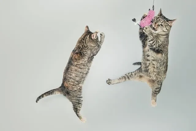 Eco-Friendly Cat Toys | Fluffy Kitty