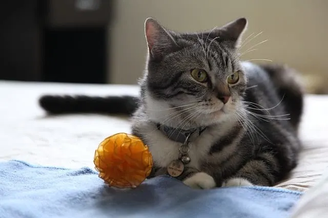 Eco-Friendly Cat Toys4