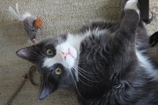 Eco-Friendly Cat Toys6