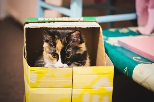 Eco-Friendly Ways to Dispose of Cat Litter