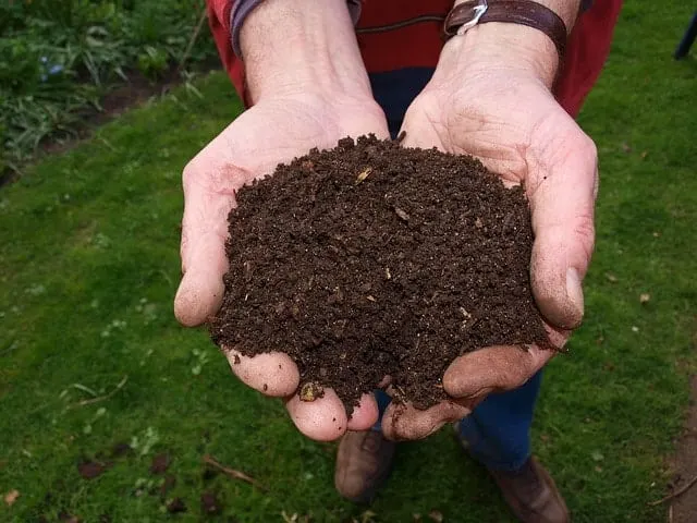 Eco-Friendly Ways to Dispose of Cat Litter