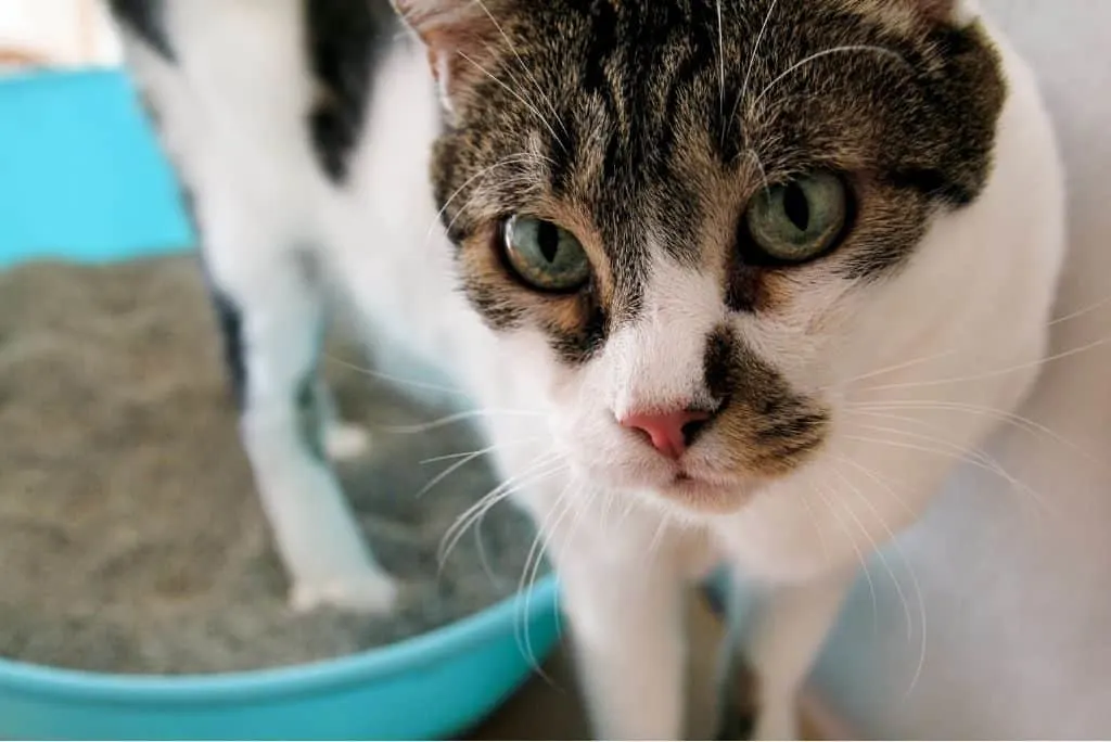 10 Best Eco-Friendly Cat Litters Compilation | The Fluffy Kitty www.thefluffykitty.com #ecofriendly #cat #catlitter #cats
