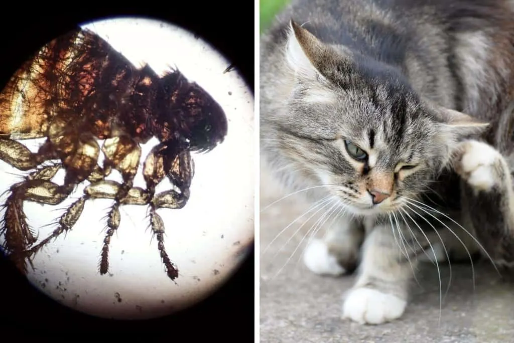 cat scratching fleas