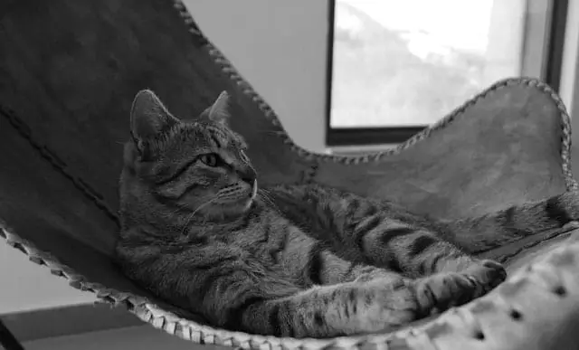 Estimated Cost of Owning A Cat