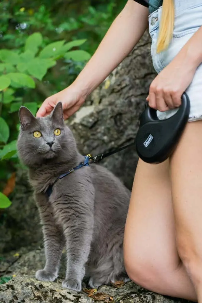 woman petting gray cat on leash