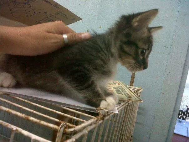 Neko at the shelter